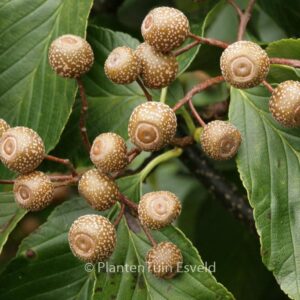 Sorbus caloneura