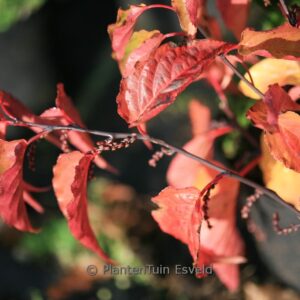 Stachyurus chinensis 'Celina'