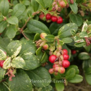 Vaccinium vitis-idaea 'Silver Spot'