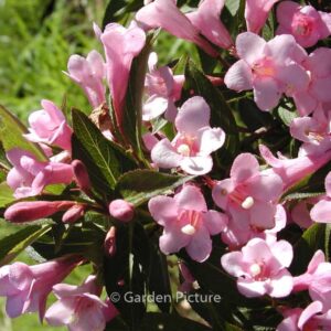 Weigela florida 'Plangen' (PINK POPPET)