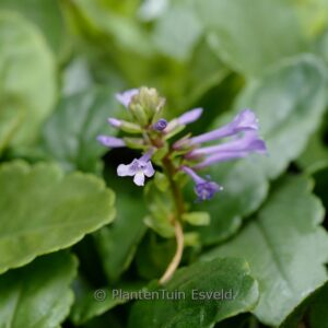 Wulfenia carinthiaca