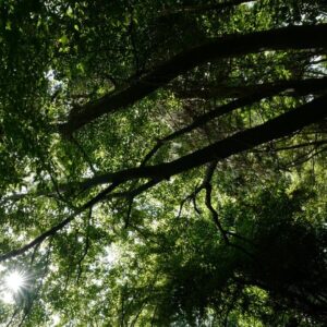 Acer caudatifolium