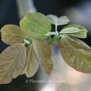 Acer coriaceifolium