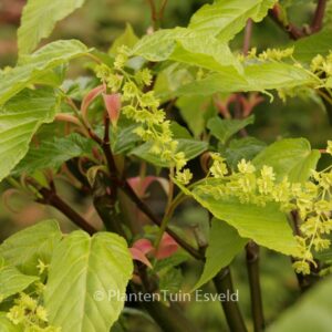 Acer davidii 'Ernest Wilson'