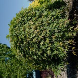 Acer palmatum 'Cascade Emerald' (Sonkoot8)