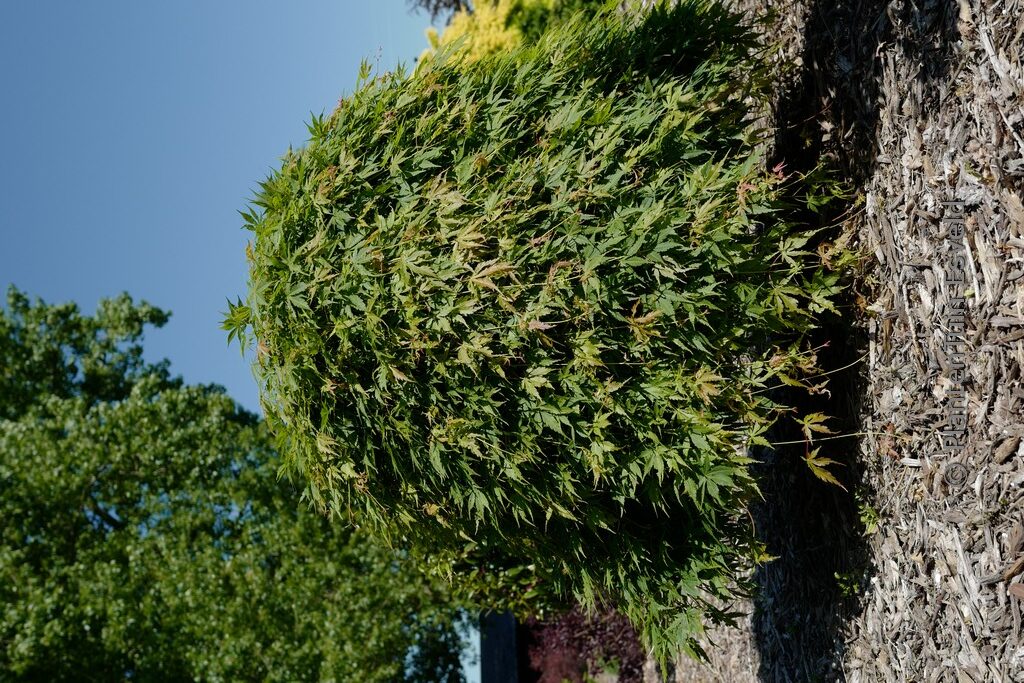 Acer palmatum 'Cascade Emerald' (Sonkoot8)