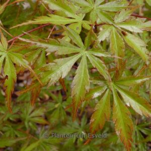 Acer palmatum 'Mure-hibari'