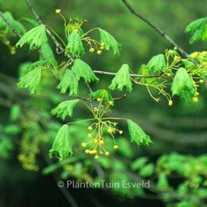 Acer platanoides 'Cucullatum'