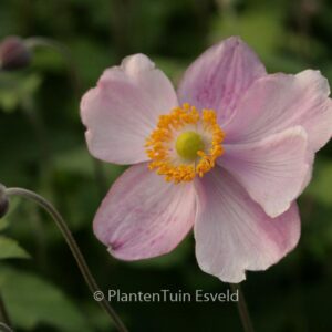 Anemone hupehensis 'Little Princess'