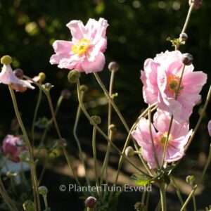 Anemone tomentosa 'Septemberglanz'