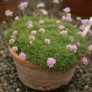Armeria maritima