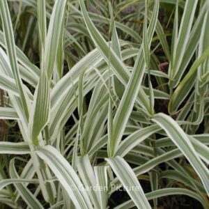 Arundo donax 'Versicolor'