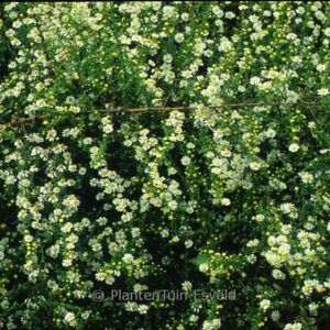 Aster ericoides 'Schneetanne'