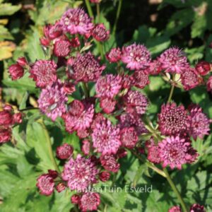 Astrantia major 'Abbey Road'