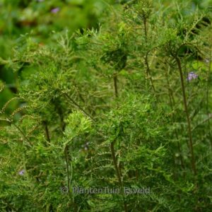 Athyrium filix-femina 'Vernonia Cristatum'
