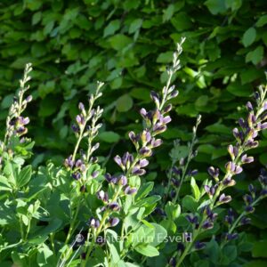 Baptisia 'Indigo Spires'