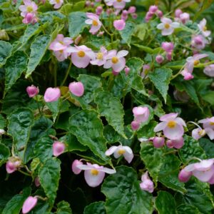 Begonia chungii