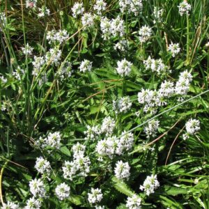 Betonica officinalis 'Alba'