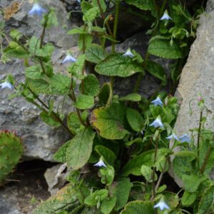 Borago pygmaea