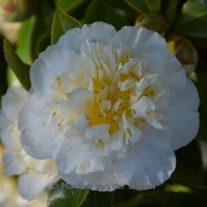 Camellia japonica 'Alba Plena'
