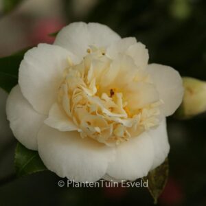 Camellia japonica 'Brushfield's Yellow'