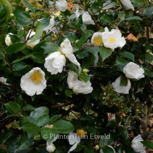 Camellia sasanqua 'Fragrans'