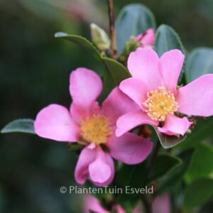 Camellia sasanqua 'Hugh Evans'