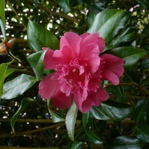 Camellia williamsii 'Ballet Queen'