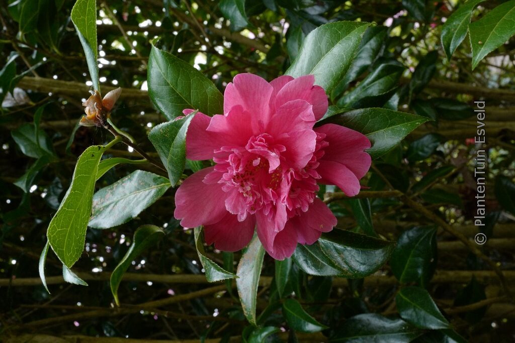 Camellia williamsii 'Ballet Queen'