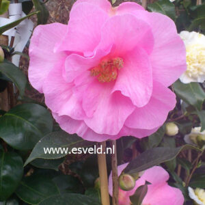 Camellia williamsii 'Brigadoon'