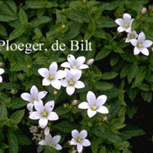 Campanula lactiflora 'White Pouffe'