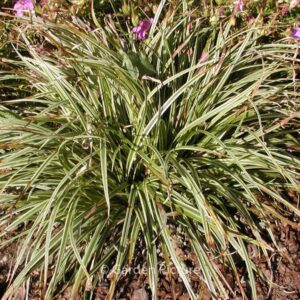 Carex 'Silver Sceptre'