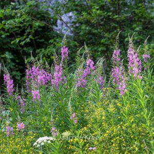 Chamerion angustifolium