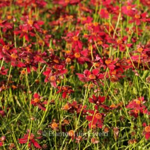 Coreopsis 'Limerock Ruby'