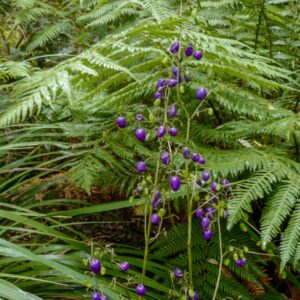 Dianella tasmanica