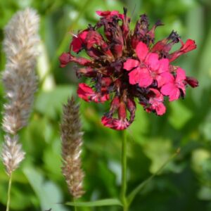Dianthus cruentus