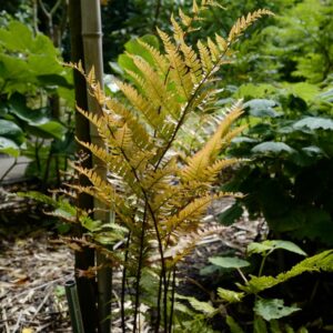 Dryopteris koidzumiana