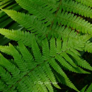 Dryopteris marginalis