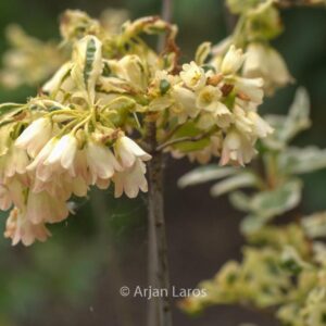 Enkianthus campanulatus 'White Elegans'