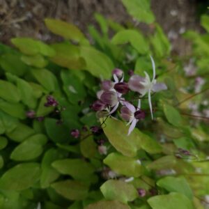 Epimedium youngianum 'Roseum'