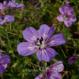 Geranium 'Havana Blues'