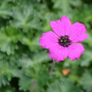 Geranium cinereum var. subcaulescens