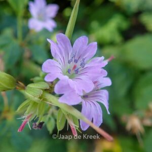 Geranium nododum 'Simon'