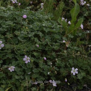 Geranium sanguineum 'Nanum'