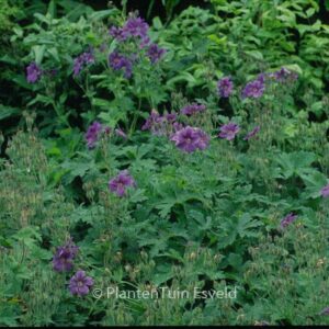 Geranium sylvaticum 'Birch Lilac'
