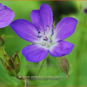 Geranium sylvaticum 'Bridget Lion'