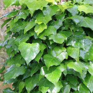 Hedera colchica