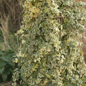 Hedera helix 'Golden Kolibri'