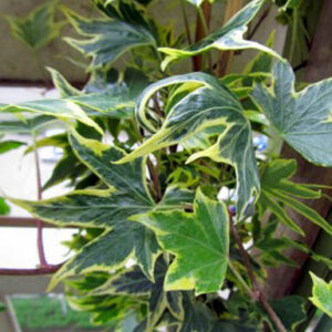 Hedera helix 'Yellow Ripple'