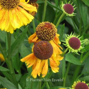 Helenium 'Wyndley'